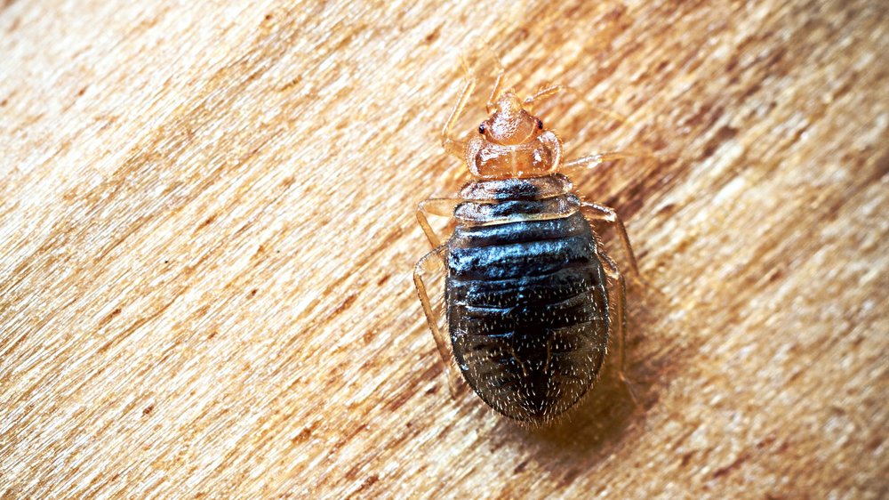 Single Bed Bug