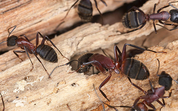 The image shows several large reddish-brown ants with prominent mandibles (jaws) crawling on weathered wood surfaces.